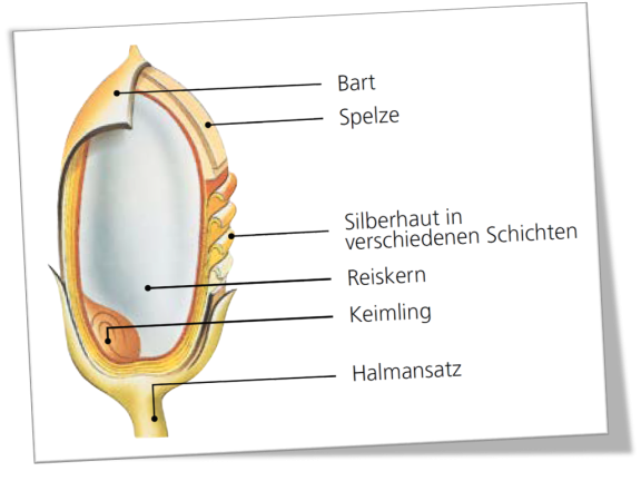 Reispflanze