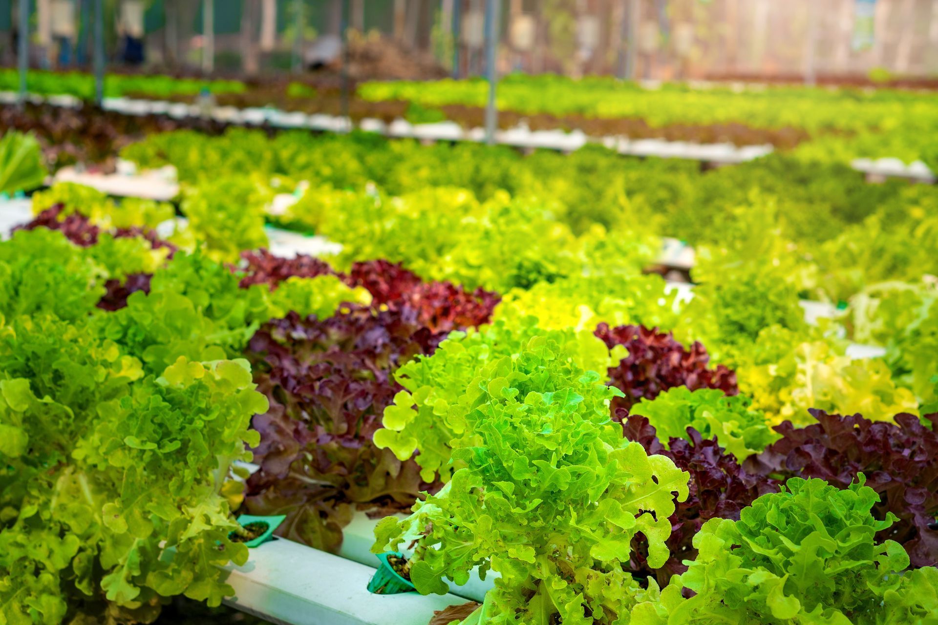 a row of lettuce plants growing in a greenhouse .