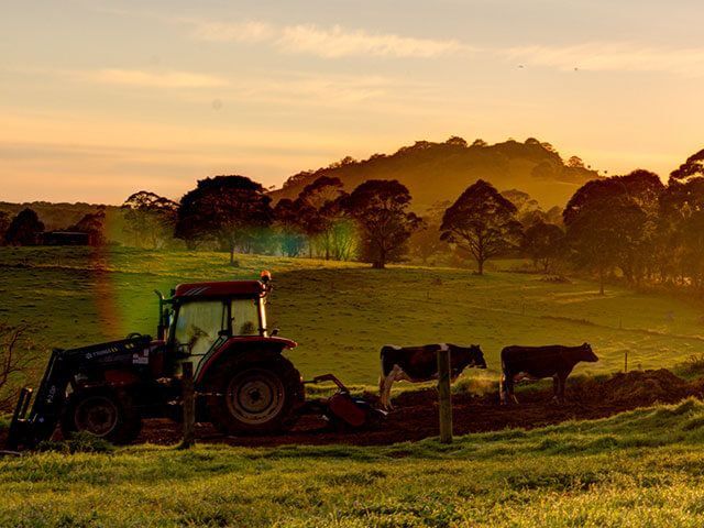 a tractor is plowing a field with cows in the background