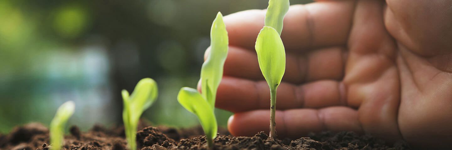 a person is holding a small plant in their hand .