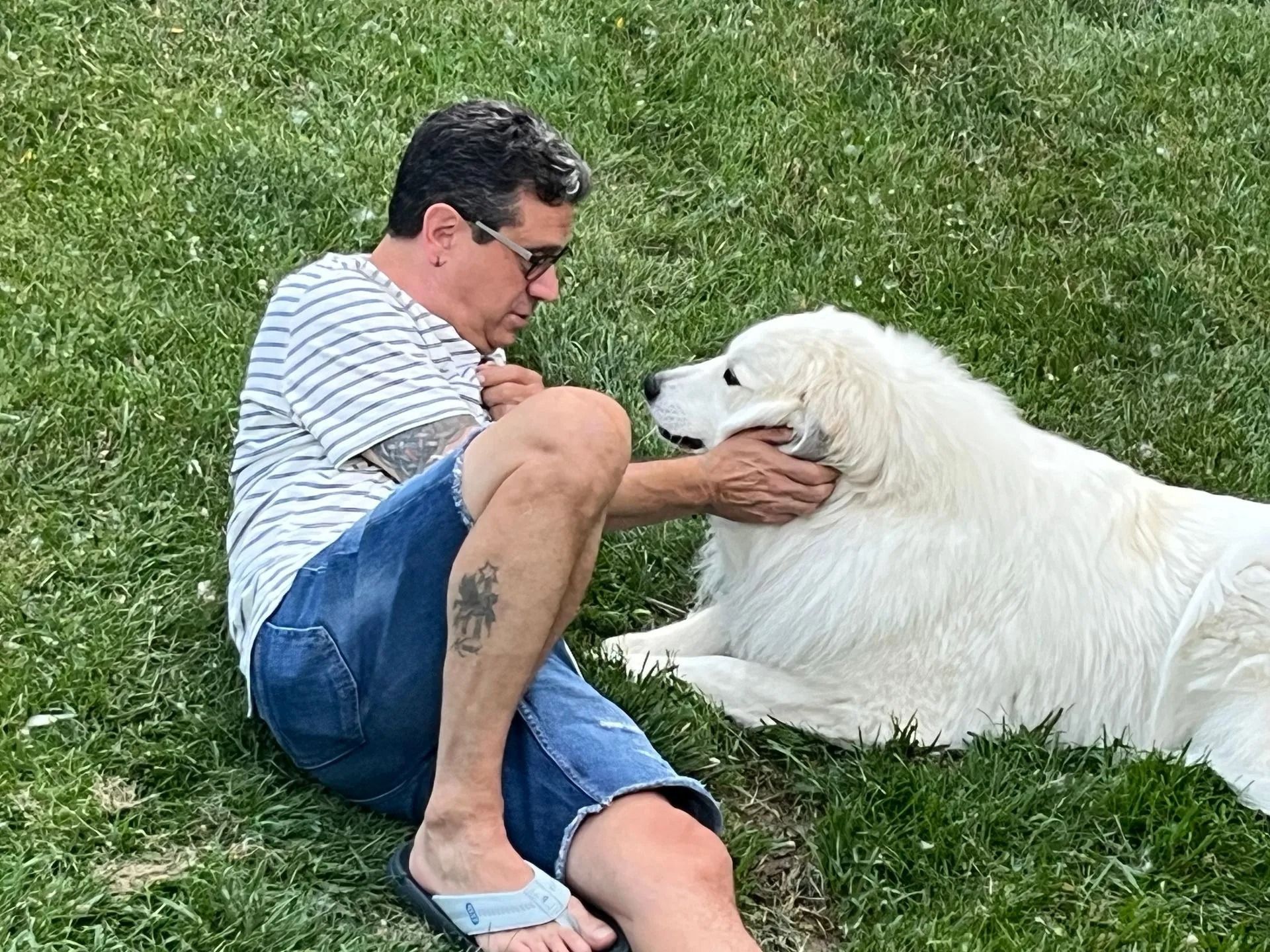 Man in shorts and striped shirt petting a large white dog on a grassy lawn.