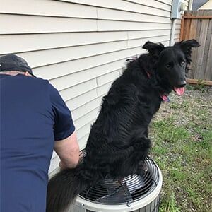 dog on top of the heater - heating and air conditioning in Post Falls ID