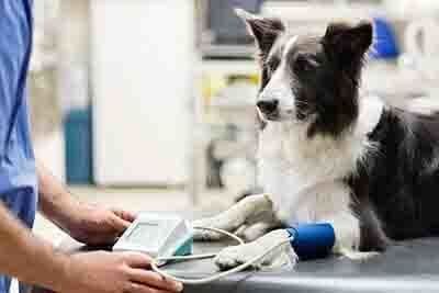 Post-surgical Pain Relief For Pets- Veterinarian Checking The Dog in Seattle, WA