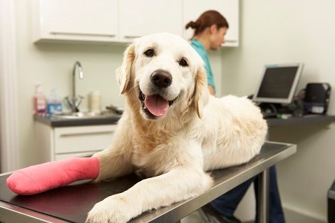 Golden retriever lies on a veterinary surgery table with a paw covered in pink gauze.