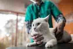 Small Animal Hospitals - White Cat With Veterinarian in Seattle, WA