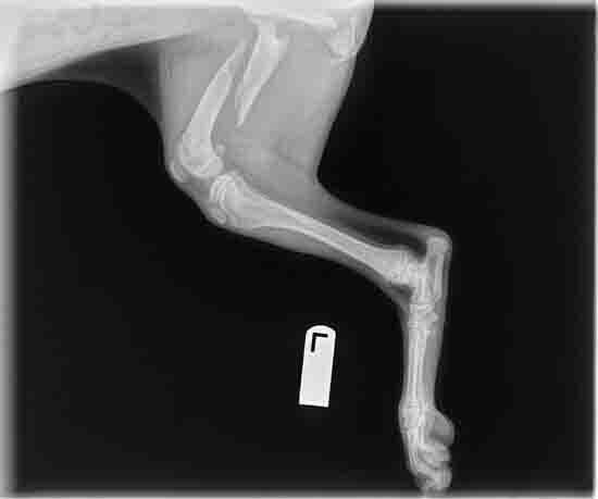 Veterinarians - Long Foot Animal X-ray Before in Seattle, WA