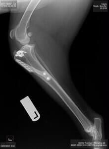 Veterinary Dentistry - Animal Foot X-ray Front View in Seattle, WA