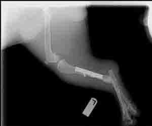 Animal Spaying - Short Foot Animal X-ray After in Seattle, WA