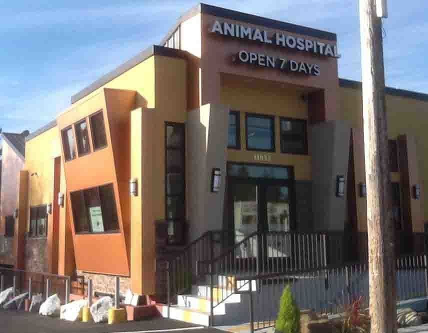 Post-Surgical Pain Relief For Pets- Hospital Front With Stairs in Seattle, WA