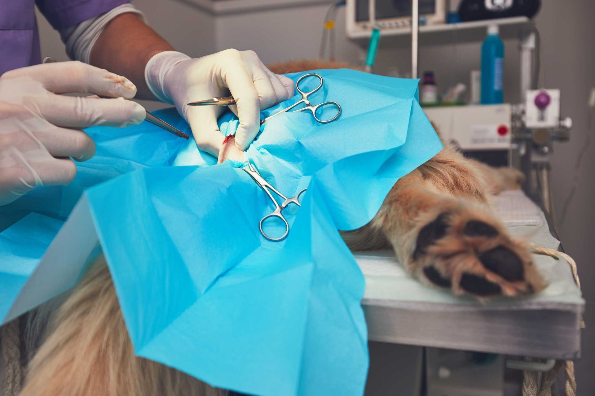 Pet surgery is being performed by a veterinarian using sterile surgical instruments.