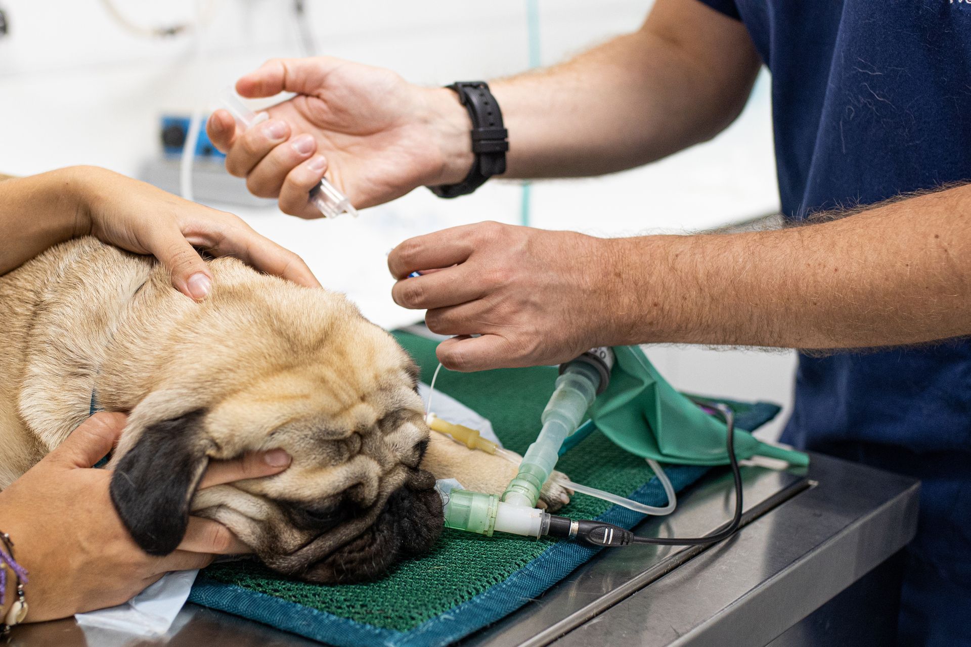 An intubated dog is being treated by veterinarians at a 24-hour animal hospital.