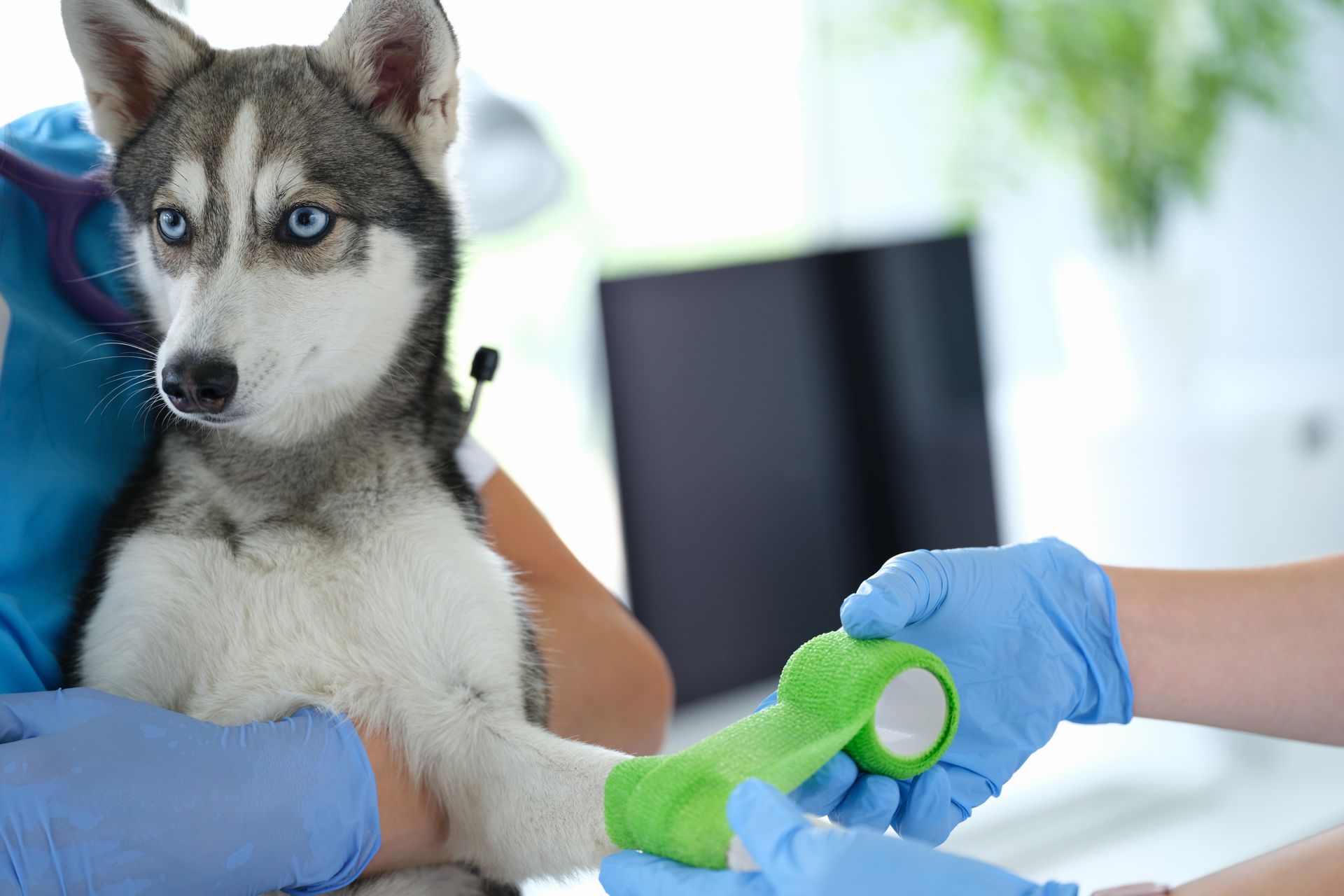 Veterinary staff wrapping a dog’s injured paw with bandage during emergency care.