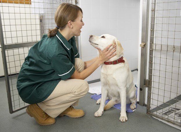 Woman Facing s Dog — Seattle, WA — South Seattle Veterinary Hospital