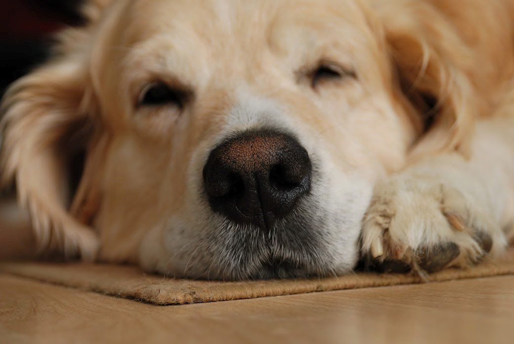 Veterinary Service Near Me — Close-up Portrait of Sleepy Dog in Seattle, WA