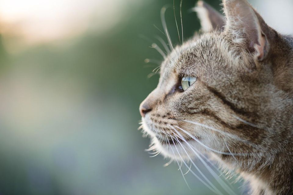 Download Cat Owners Guide To Feline Immunodeficiency Virus