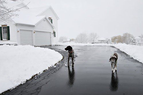 Dogs Outside the House During Winter  — Seattle, WA — South Seattle Veterinary Hospital