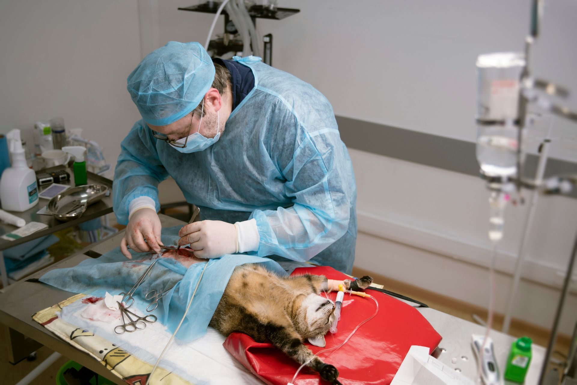 A male veterinary doctor in a surgery room performing pet surgery on a cat under anesthesia.