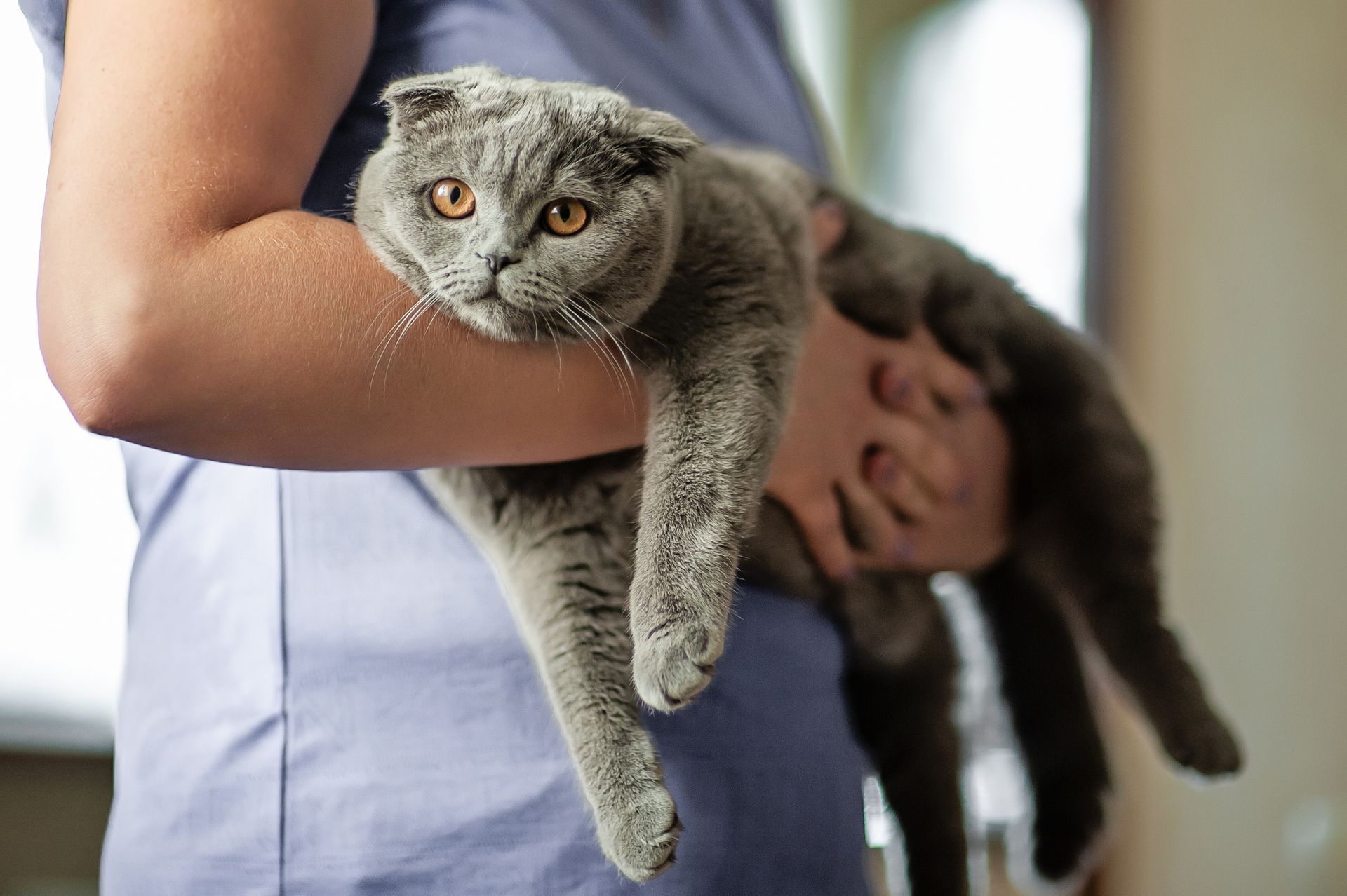 Person holding gray Scottish Fold cat with orange eyes.
