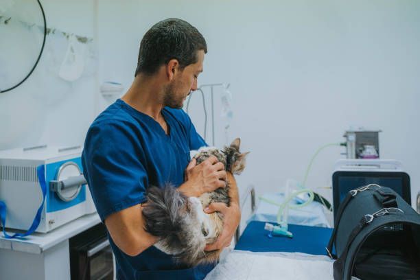 24-Hour Emergency Veterinarian holding a cat in a veterinary clinic examination room.