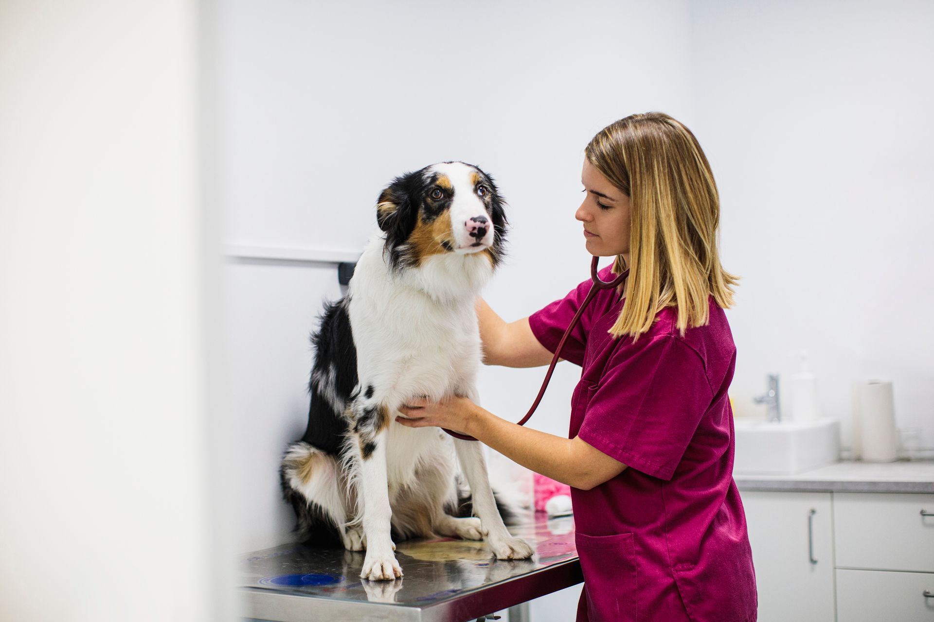 A female veterinarian is examining a dog with a stethoscope.