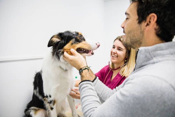 Dog medical checkup at veterinary clinic