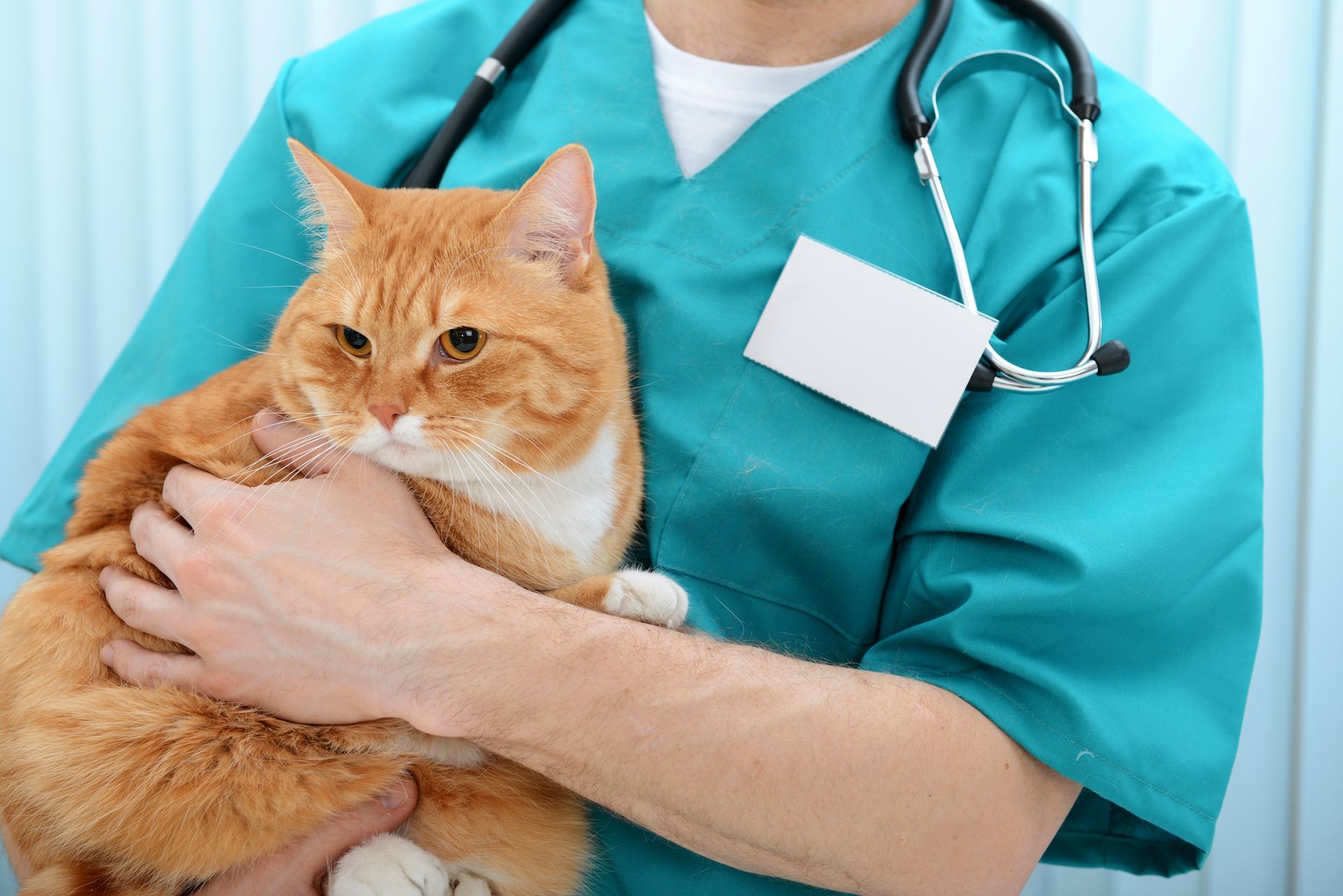 The veterinary clinic, South Seattle Veterinary Hospital in Seattle, WA, cares for an orange cat