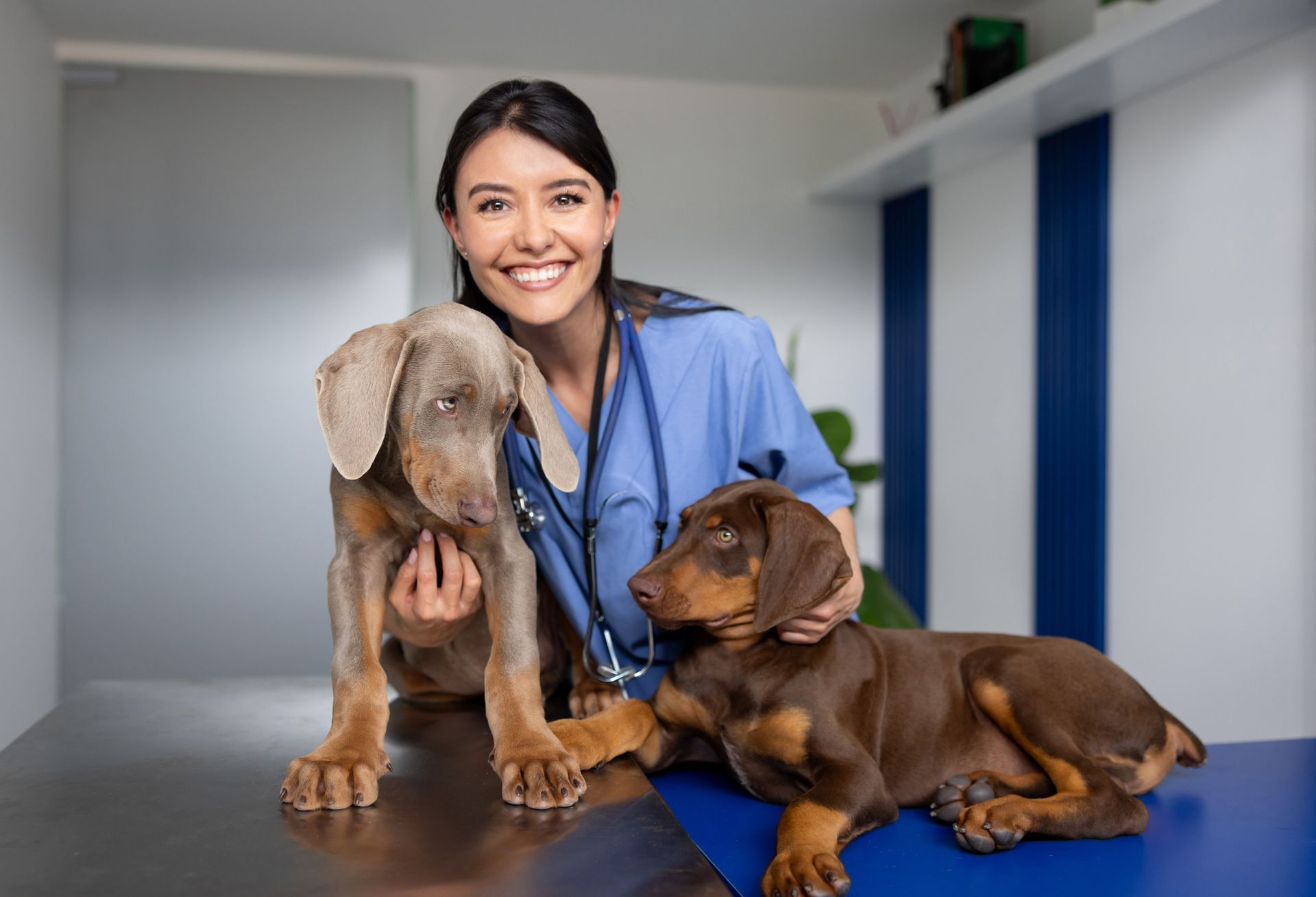 Two puppies on a vet's table with a veterinarian in the background. Two puppies on a vet's table with a veterinarian in the background.