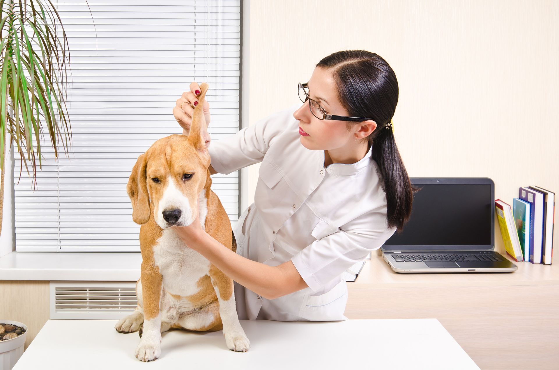 A vet from the veterinary clinic South Seattle Veterinary Hospital in Seattle, WA, is examining a dog on a table