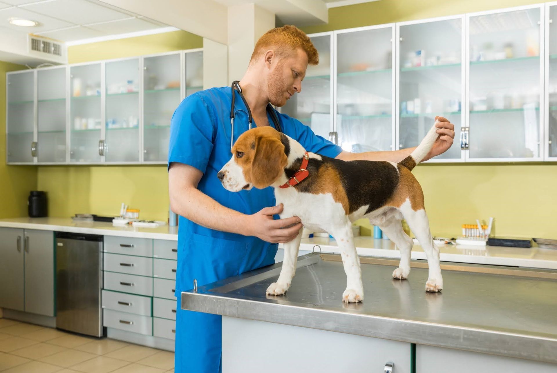 Christmas — Seattle, WA — South Seattle Veterinary Hospital