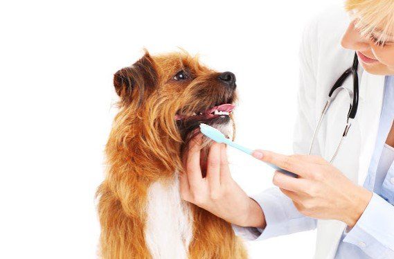 Brushing a Dog's Teeth — Seattle, WA — South Seattle Veterinary Hospital