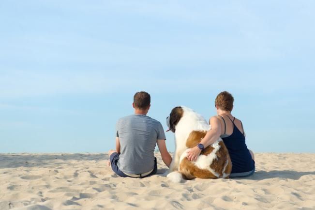 Dog Summer Vacation Safety — Seattle, WA — South Seattle Veterinary Hospital