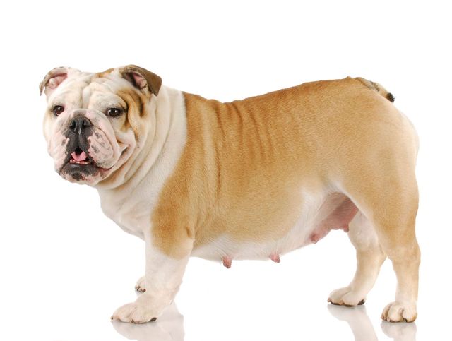 do dogs gain weight when pregnant