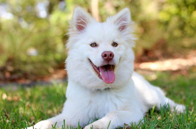 Happy White Dog — Seattle, WA — South Seattle Veterinary Hospital