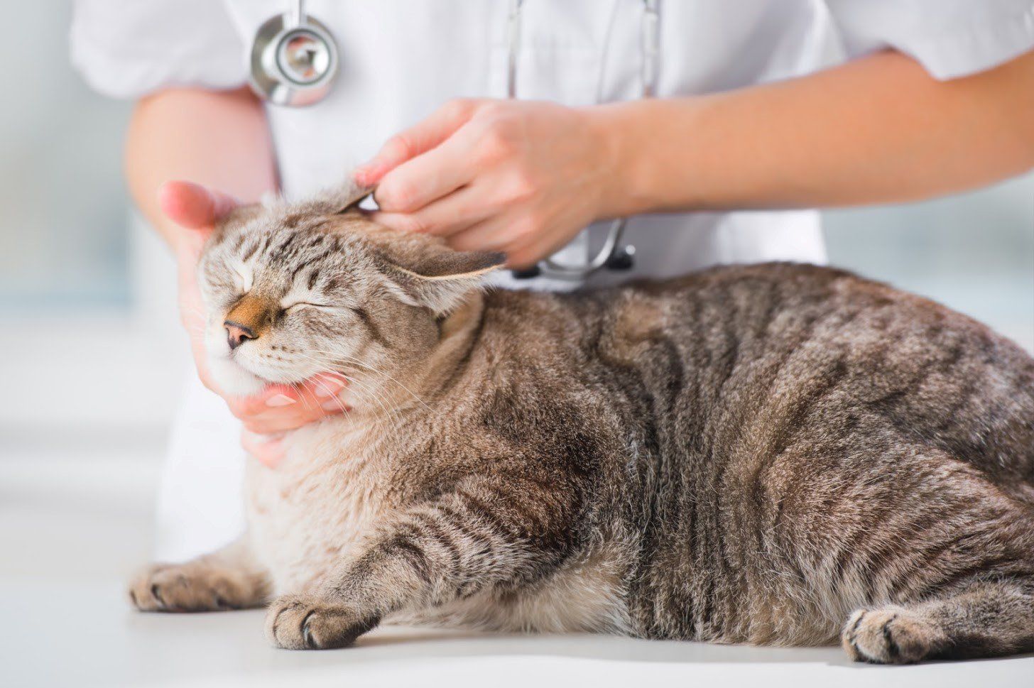 Veterinary Hospital — Cat Checkup in Seattle, WA