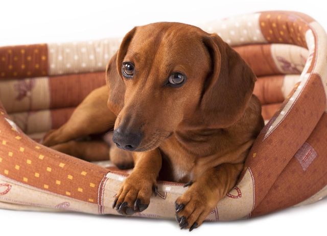 6 Signs of a Dachshund Back Injury