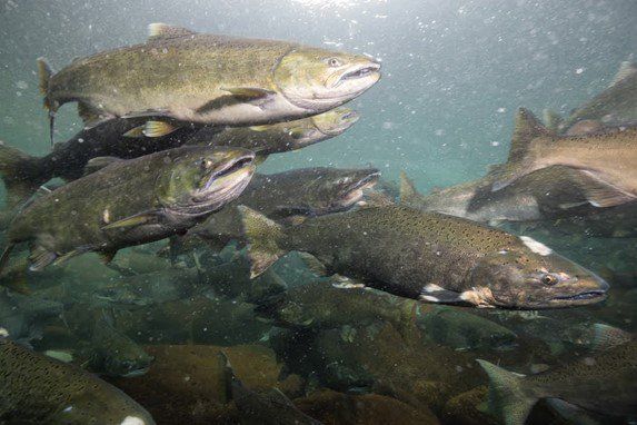 Salmon — Seattle, WA — South Seattle Veterinary Hospital