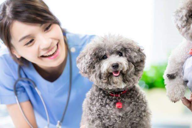 Young Veterinarian Smiling — Seattle, WA — South Seattle Veterinary Hospital