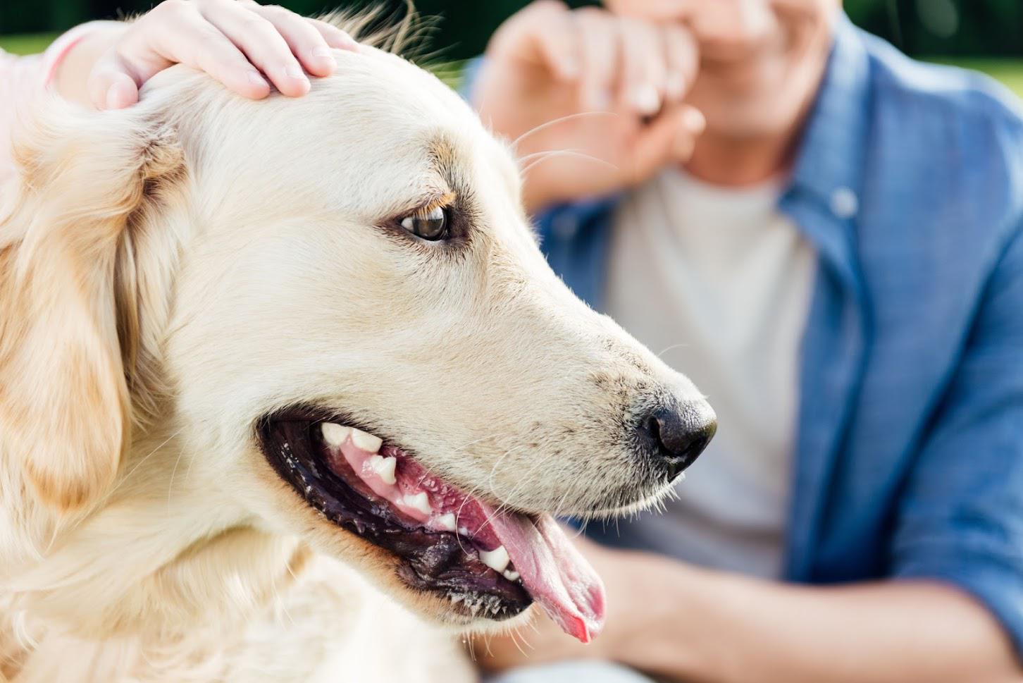 Veterinary - Side view portrait of a dog in Seattle, WA