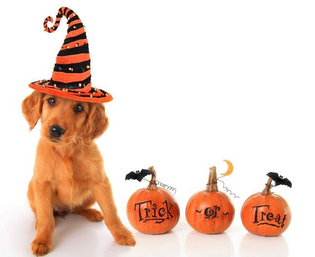 Dog with Halloween Pumpkins — Seattle, WA — South Seattle Veterinary Hospital