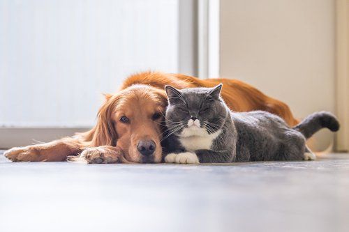 Dog and Cat Together — Seattle, WA — South Seattle Veterinary Hospital