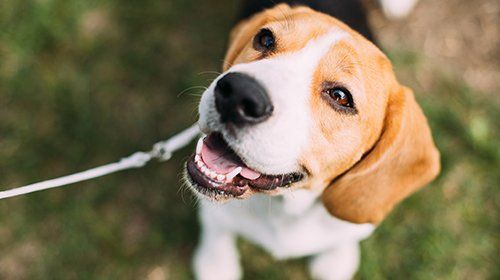 Happy Healthy Dog — Seattle, WA — South Seattle Veterinary Hospital