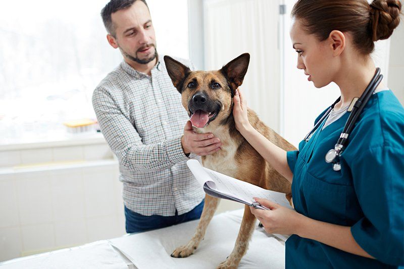 Dog Having a Treatment — Seattle, WA — South Seattle Veterinary Hospital