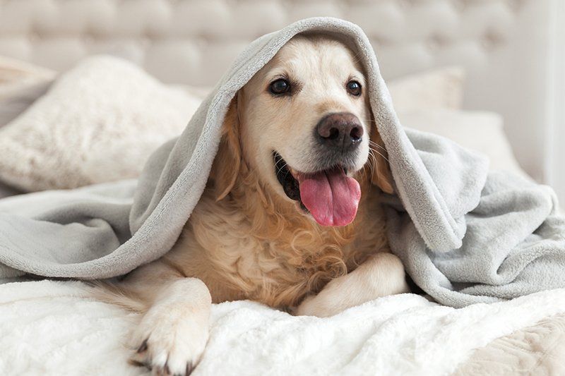 Dog Under Blanket — Seattle, WA — South Seattle Veterinary Hospital