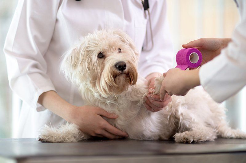 Emergency Pet Wound Care — Seattle, WA — South Seattle Veterinary Hospital