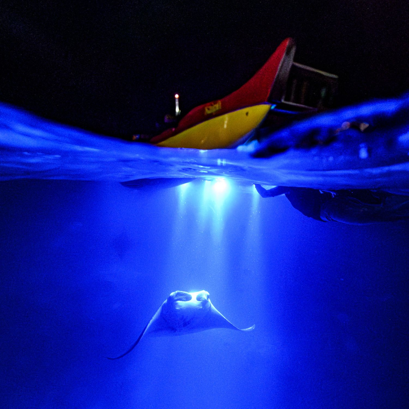 Manta Ray Night Tour