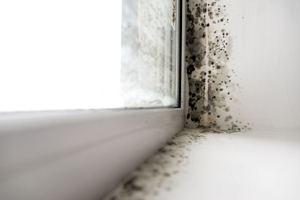 A close up of a window sill with black mold growing on it.