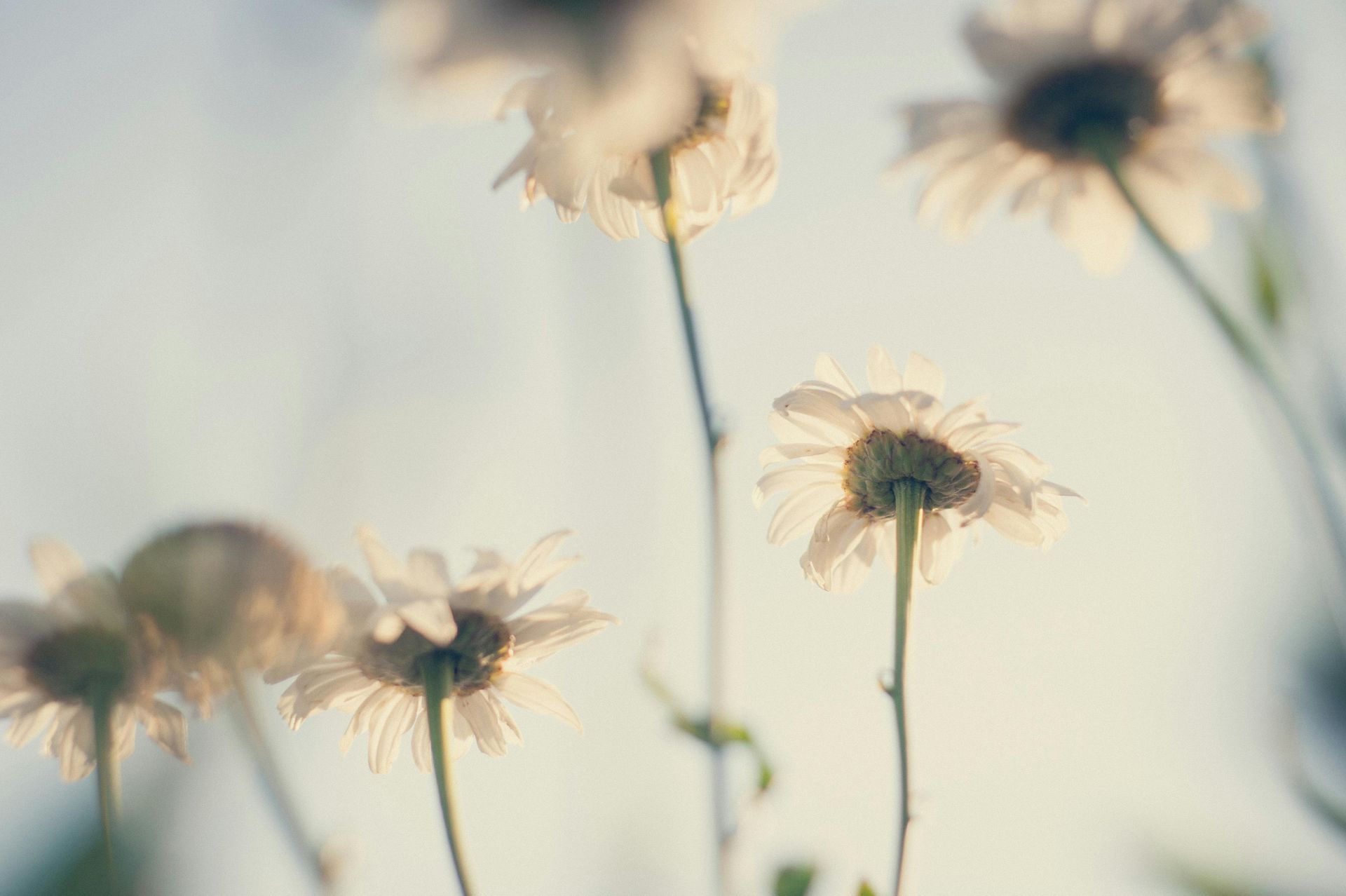 White daisies, seen from below, reach towards a soft, blue sky.