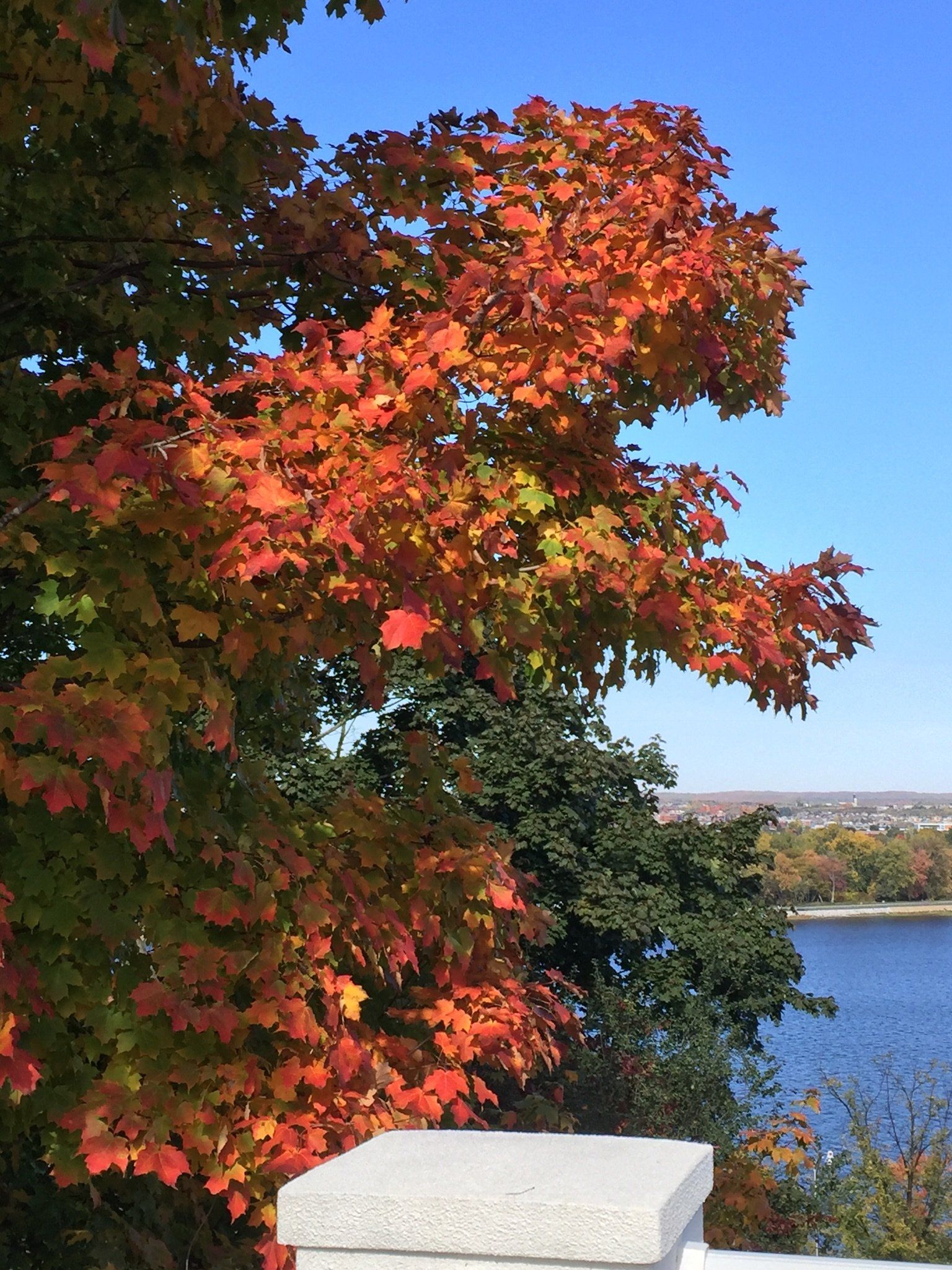 Ein Baum mit roten Blättern steht vor einem Gewässer