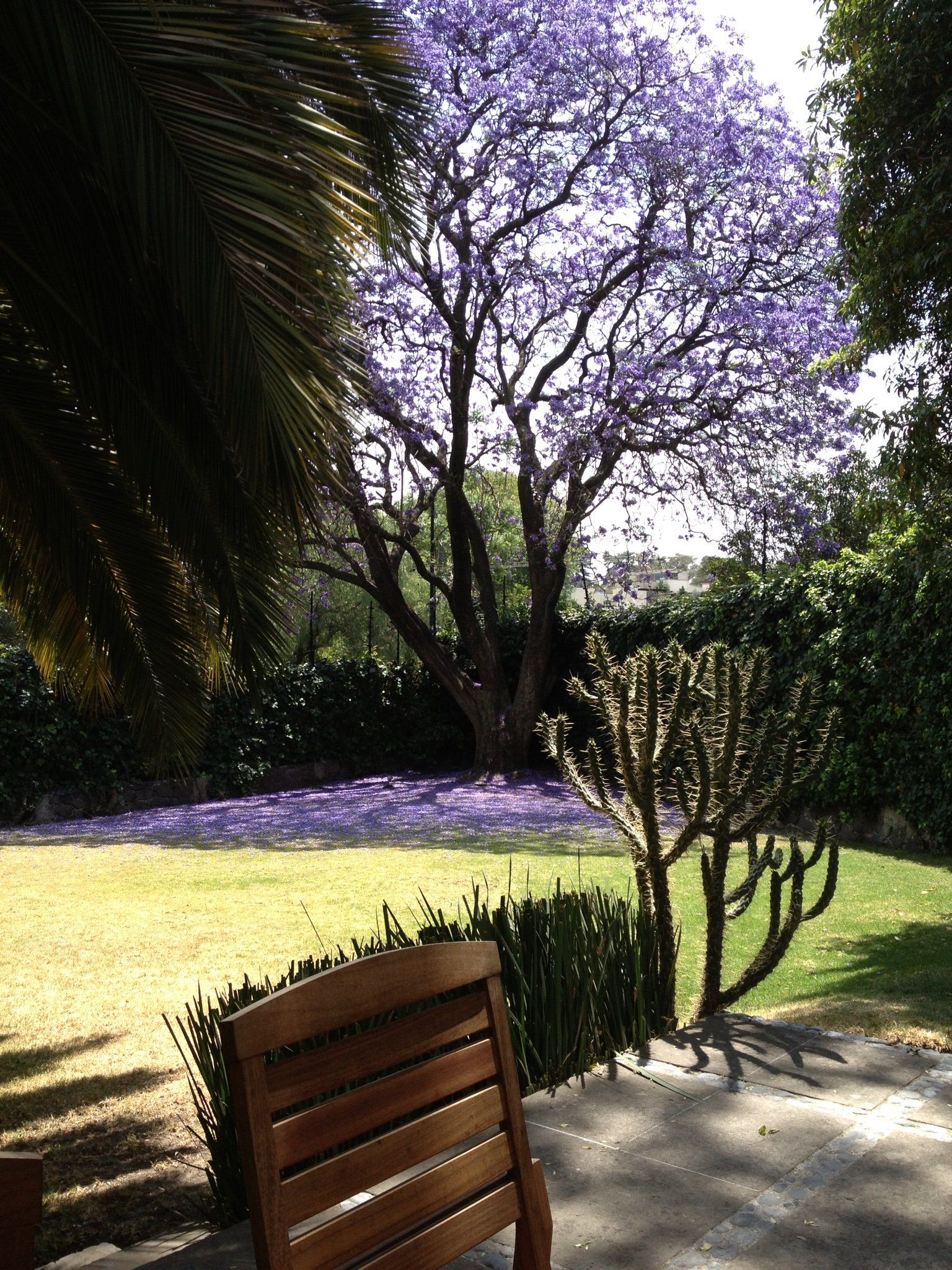 Ein Holzstuhl steht vor einem Baum mit lila Blüten