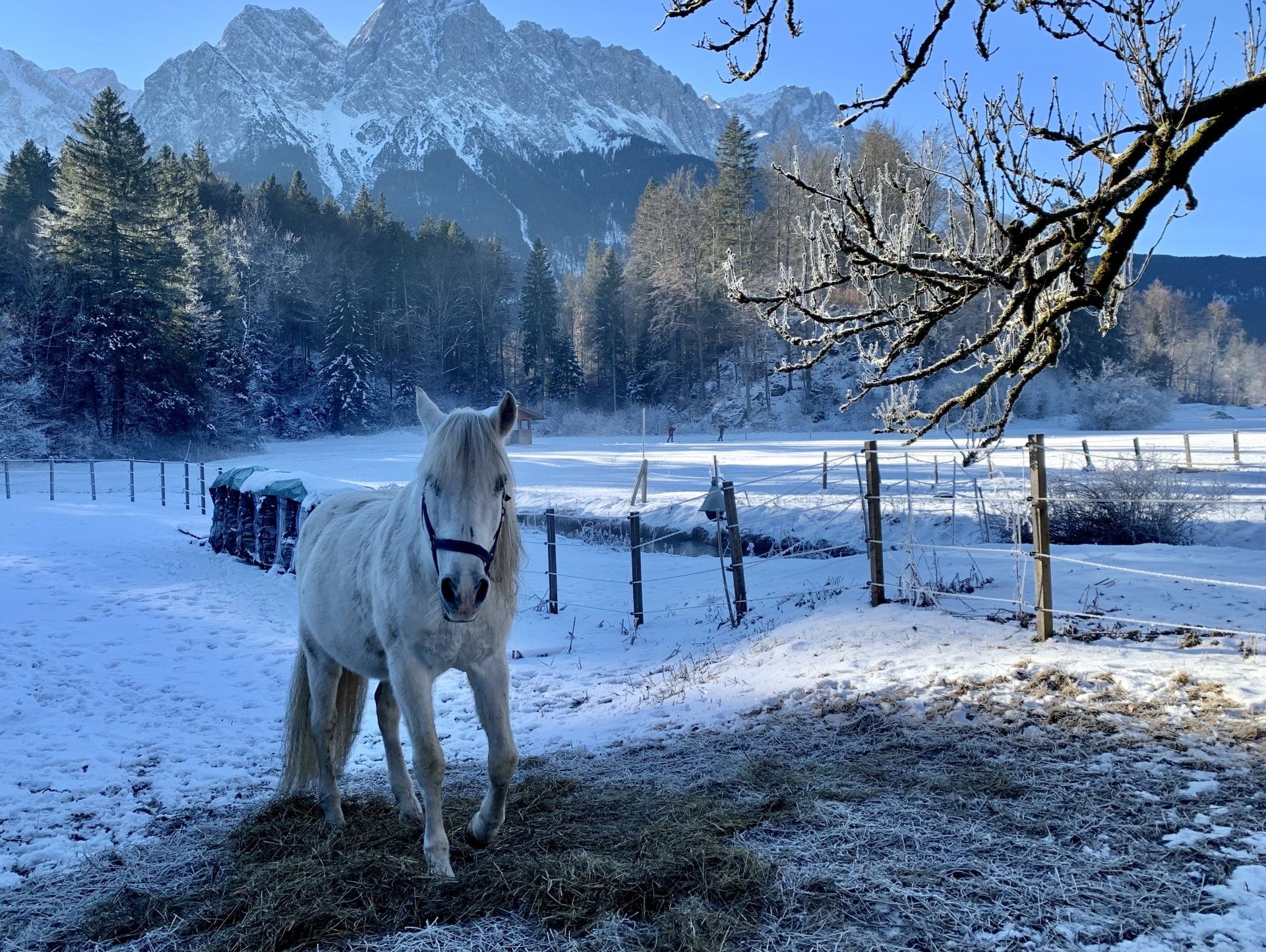 Ein weißes Pferd steht auf einem schneebedeckten Feld mit Bergen im Hintergrund.